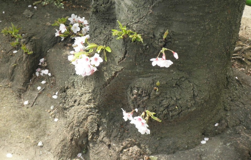「健気な桜の花」