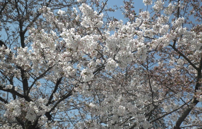 「満開の桜」