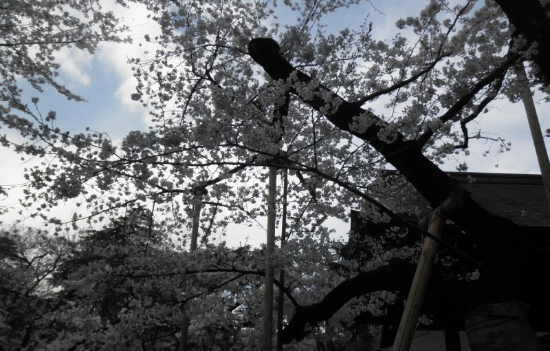 「靖国神社の桜」