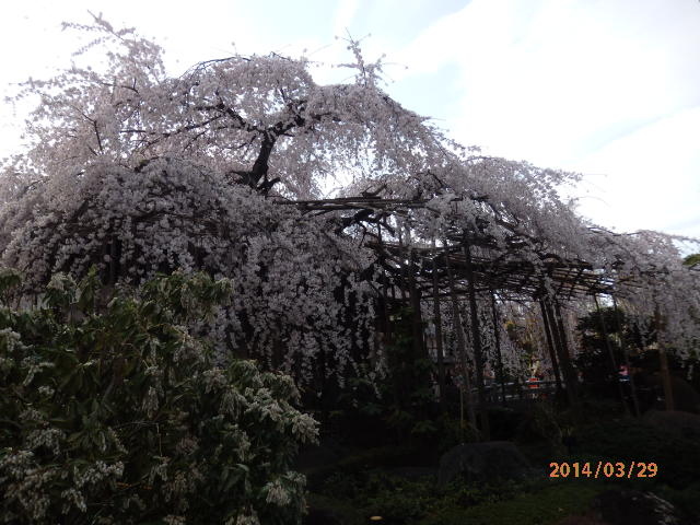 「桜、咲く」