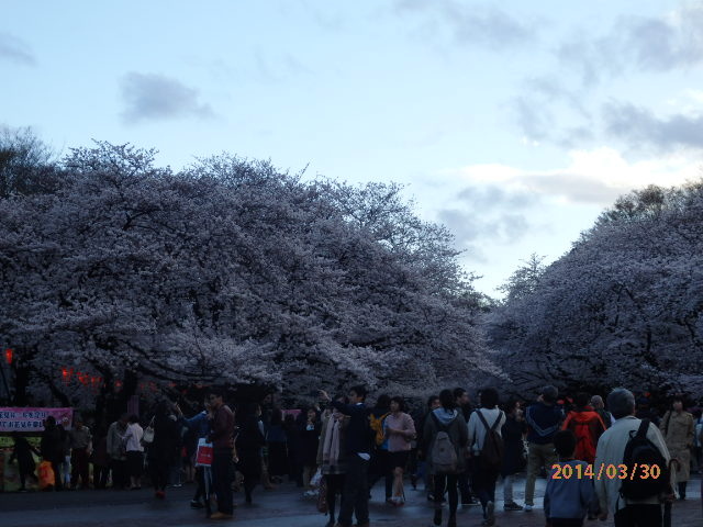 「上野の桜」