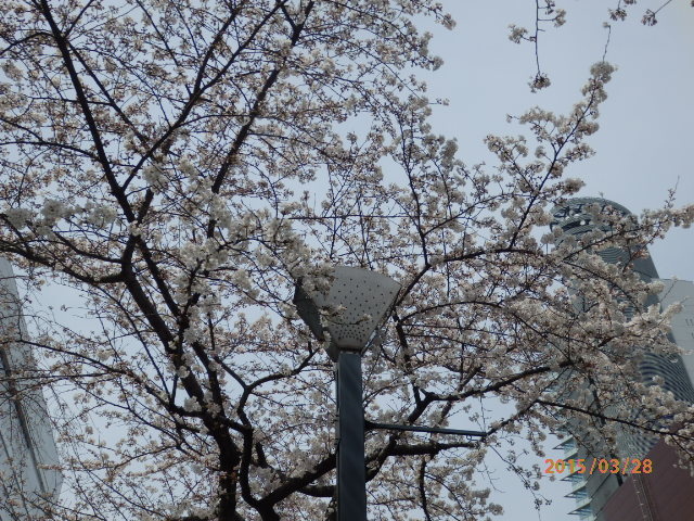 「佃島の桜」