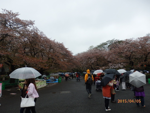 「桜散らす雨」
