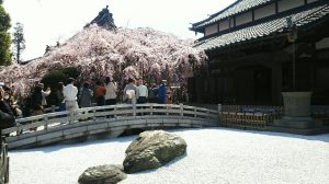 玉蔵院の桜