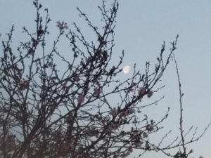 月と桜