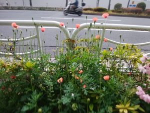 道端の花